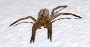 Attēlu rezultāti vaicājumam “Tibellus oblongus”