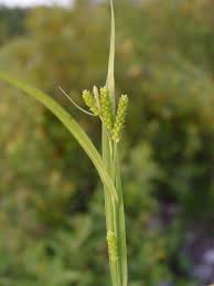 Attēlu rezultāti vaicājumam “Carex globularis”