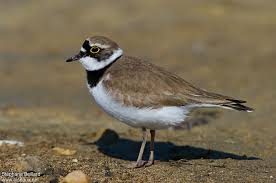 Attēlu rezultāti vaicājumam “Charadrius dubius adult”