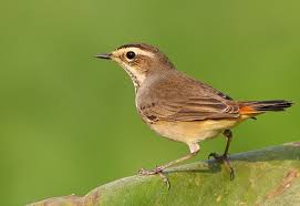 Attēlu rezultāti vaicājumam “Luscinia svecica adult”