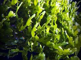 Attēlu rezultāti vaicājumam “Lycogala asperum macro”