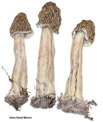 Attēlu rezultāti vaicājumam “Verpa bohemica”