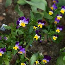 Attēlu rezultāti vaicājumam “Viola tricolor”