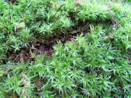 Attēlu rezultāti vaicājumam “Atrichum undulatum sporophyte”