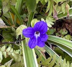 Image result for Browallia speciosa