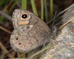 Attēlu rezultāti vaicājumam “Lasiommata petropolitana upperside”
