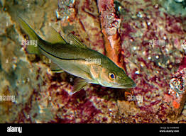 Image result for Centropomus undecimalis