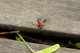 Attēlu rezultāti vaicājumam “Ampedus balteatus”