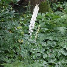 Image result for Silberkerze