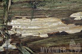 Attēlu rezultāti vaicājumam “Skeletocutis stellae”