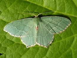 Attēlu rezultāti vaicājumam “Hemithea aestivaria”