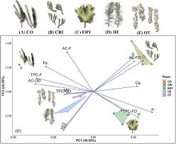 Attēlu rezultāti vaicājumam “Eryngium maritimum leaf”