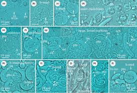 Attēlu rezultāti vaicājumam “Enteridium variabile”