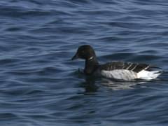 Attēlu rezultāti vaicājumam “Branta bernicla adult”