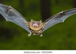 Attēlu rezultāti vaicājumam “Nyctalus noctula”