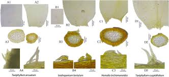 Attēlu rezultāti vaicājumam “Taxiphyllum wissgrillii”