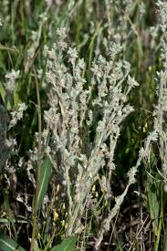 Attēlu rezultāti vaicājumam “Filago arvensis”