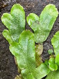 Attēlu rezultāti vaicājumam “Conocephalum salebrosum sporophyte”