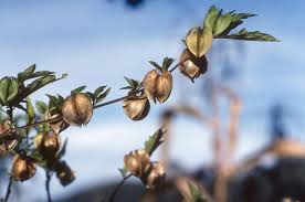Attēlu rezultāti vaicājumam “Nicandra physalodes fruit”