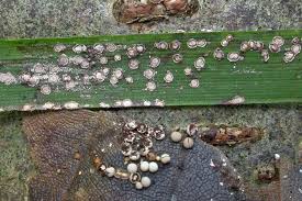 Attēlu rezultāti vaicājumam “Diderma testaceum”