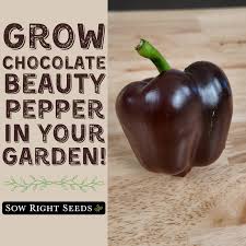 Afbeeldingsresultaat voor chocolate beauty sweet pepper