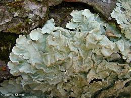 Attēlu rezultāti vaicājumam “Flavoparmelia caperata”