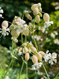 Image result for Silene vulgaris