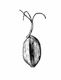 Attēlu rezultāti vaicājumam “Carex lasiocarpa leaf”