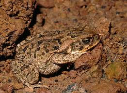 Attēlu rezultāti vaicājumam “Bufo bufo juvenile”