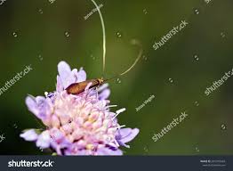 Attēlu rezultāti vaicājumam “Nemophora metallica”