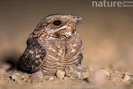 Image result for Caprimulgus ruficollis