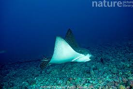 Image result for Aetobatus ocellatus