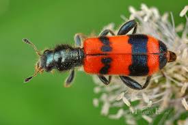 Attēlu rezultāti vaicājumam “Trichodes apiarius”