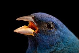 Image result for Passerina cyanea