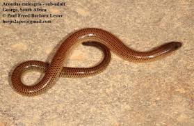 Attēlu rezultāti vaicājumam “Meleagris”