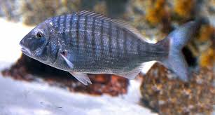 Image result for Lithognathus mormyrus