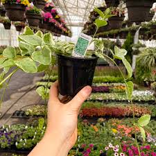 Attēlu rezultāti vaicājumam “Vinca minor leaf”