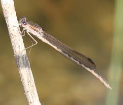 Attēlu rezultāti vaicājumam “Sympecma paedisca”