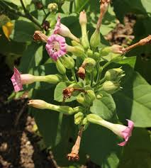 Attēlu rezultāti vaicājumam “Nicotiana tabacum leaf”