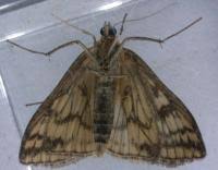 Attēlu rezultāti vaicājumam “Sitochroa verticalis”