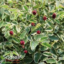 Attēlu rezultāti vaicājumam “Sanguisorba officinalis bud”