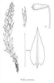 Attēlu rezultāti vaicājumam “Pohlia annotina”