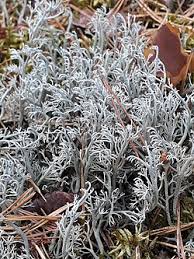 Attēlu rezultāti vaicājumam “Cladonia stygia”