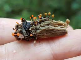 Attēlu rezultāti vaicājumam “Arcyria affinis spores”