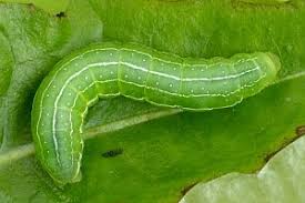 Attēlu rezultāti vaicājumam “Amphipyra livida”