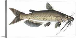 Image result for Ictalurus punctatus