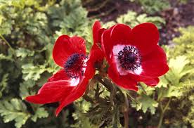 Image result for Anemonenarten
