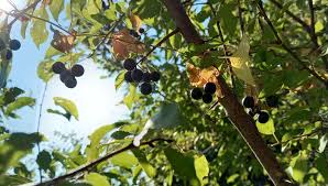 Attēlu rezultāti vaicājumam “Bryonia alba fruit”