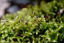 Attēlu rezultāti vaicājumam “Brachythecium rutabulum”