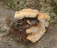 Attēlu rezultāti vaicājumam “Dichomitus campestris”